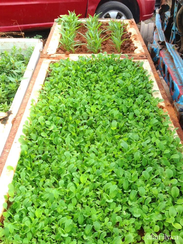 Khu vườn trước cửa xanh mát với đủ loại rau củ của chàng trai Việt ở châu Phi-19