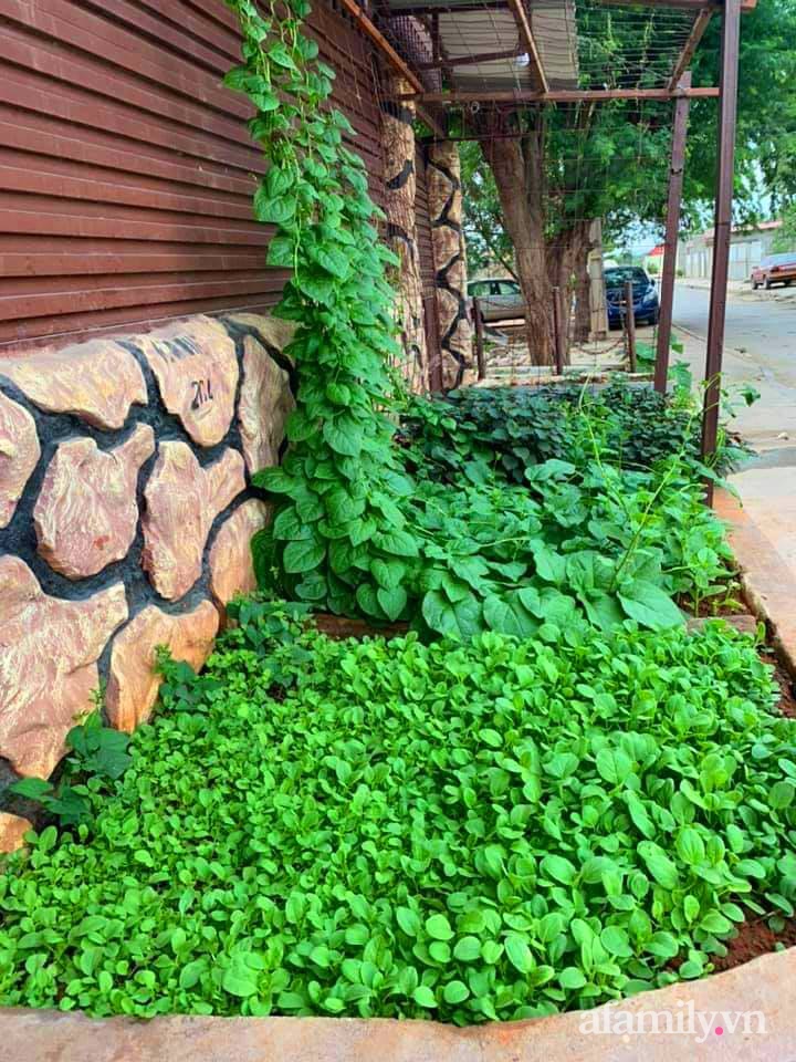 Khu vườn trước cửa xanh mát với đủ loại rau củ của chàng trai Việt ở châu Phi-21