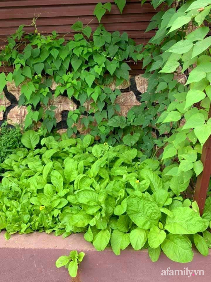 Khu vườn trước cửa xanh mát với đủ loại rau củ của chàng trai Việt ở châu Phi-24