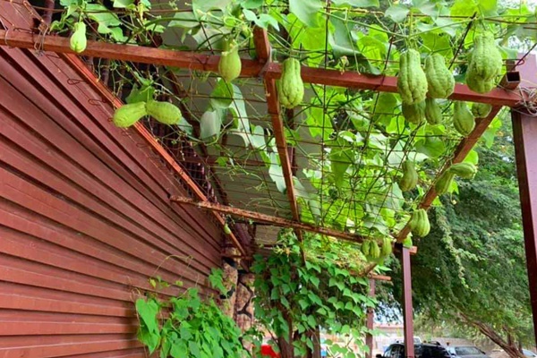 Sân thượng 40m² xanh mát quanh năm với đủ loại rau quả sạch của người phụ nữ về hưu ở Vũng Tàu-28