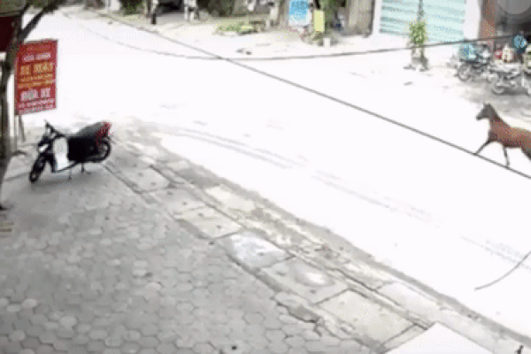 Ngựa phi nước đại tông thẳng vào đầu ô tô và cái kết bất ngờ