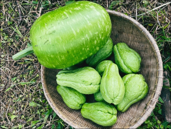 Tránh dịch, vợ chồng Lý Hải - Minh Hà lên Đà Lạt thu hoạch rau củ, nhìn nông trại xanh mướt mà ai cũng mê-10