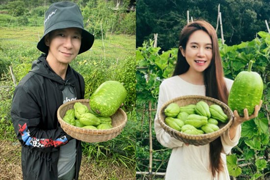 Tránh dịch, vợ chồng Lý Hải - Minh Hà lên Đà Lạt thu hoạch rau củ, nhìn nông trại xanh mướt mà ai cũng mê