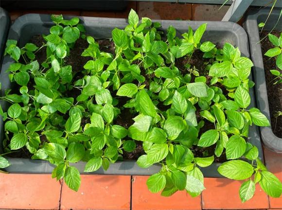 Diễn viên Diệp Bảo Ngọc mát tay chăm vườn rau sạch xanh mướt trên sân thượng, thu hoạch đủ dùng cho cả gia đình-2