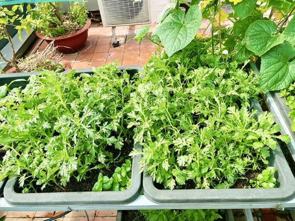Diễn viên Diệp Bảo Ngọc mát tay chăm vườn rau sạch xanh mướt trên sân thượng, thu hoạch đủ dùng cho cả gia đình-3