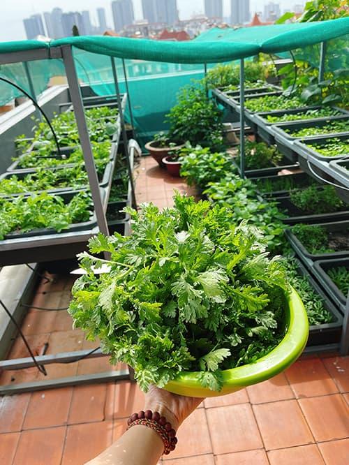 Diễn viên Diệp Bảo Ngọc mát tay chăm vườn rau sạch xanh mướt trên sân thượng, thu hoạch đủ dùng cho cả gia đình-6