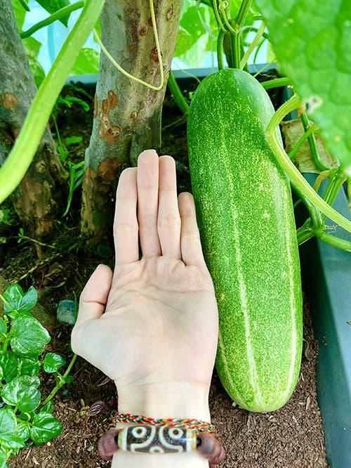 Diễn viên Diệp Bảo Ngọc mát tay chăm vườn rau sạch xanh mướt trên sân thượng, thu hoạch đủ dùng cho cả gia đình-8