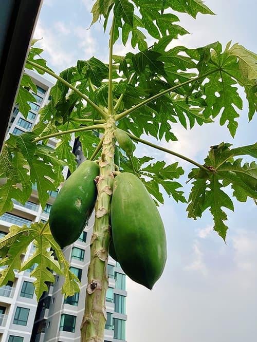 Diễn viên Diệp Bảo Ngọc mát tay chăm vườn rau sạch xanh mướt trên sân thượng, thu hoạch đủ dùng cho cả gia đình-9