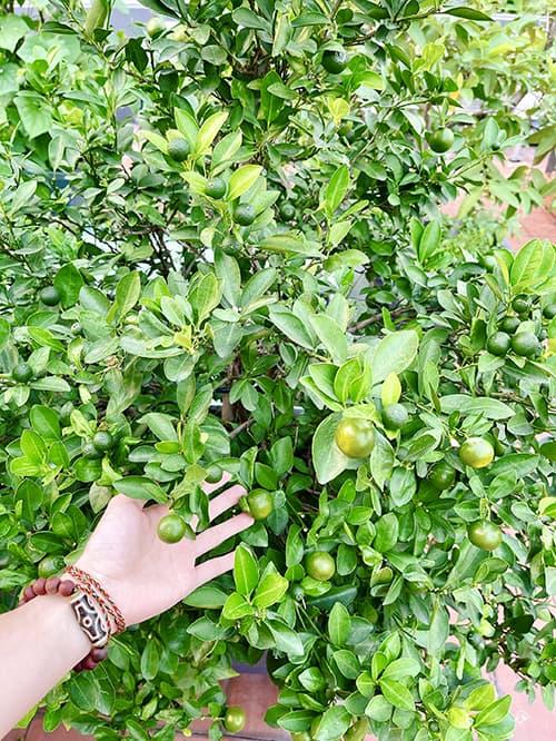 Diễn viên Diệp Bảo Ngọc mát tay chăm vườn rau sạch xanh mướt trên sân thượng, thu hoạch đủ dùng cho cả gia đình-10