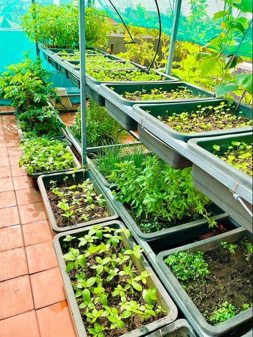 Diễn viên Diệp Bảo Ngọc mát tay chăm vườn rau sạch xanh mướt trên sân thượng, thu hoạch đủ dùng cho cả gia đình-15