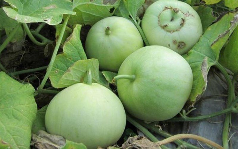 Cách chọn dưa hấu, dưa lê ngon ngọt chỉ với 3 giây, để không bị người bán hàng qua mặt-3