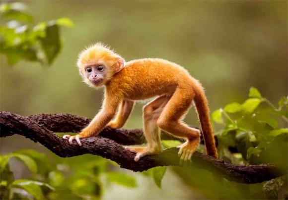 Tháng 6 âm lịch: 3 con giáp may mắn làm gì cũng thành công, sự nghiệp, tình duyên đều viên mãn-2