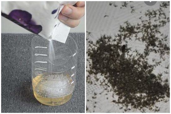 Uống bia còn thừa đừng vội đổ đi, hãy giữ lại làm theo cách này đảm bảo muỗi trong nhà bị diệt sạch bách