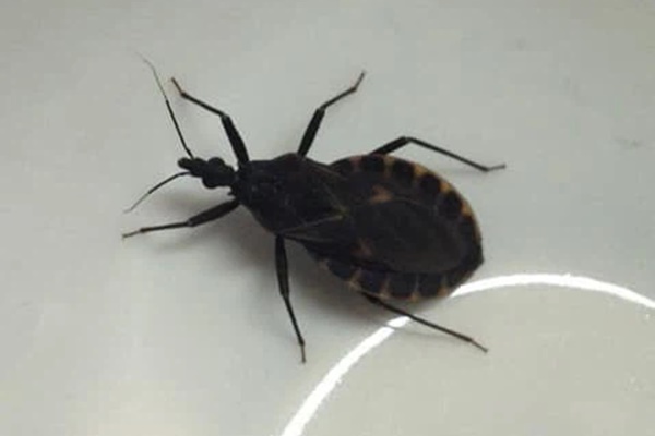 Bé gái 12 tuổi bị sốc phản vệ do bọ xít hút máu đốt-1