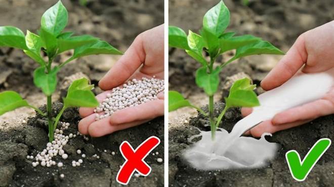 7 mẹo vặt thần thánh từ sữa tươi-2