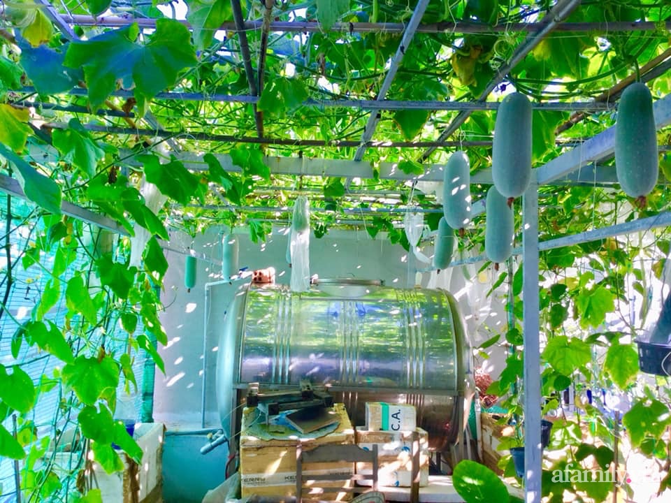 Sân thượng 40m² xanh mát quanh năm với đủ loại rau quả sạch của người phụ nữ về hưu ở Vũng Tàu-1