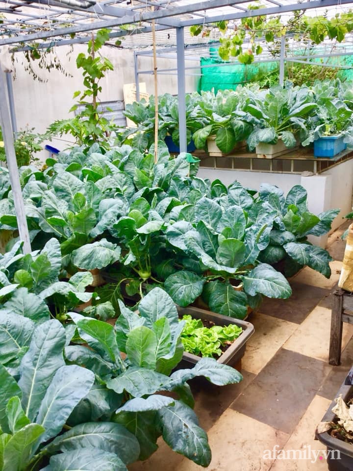 Sân thượng 40m² xanh mát quanh năm với đủ loại rau quả sạch của người phụ nữ về hưu ở Vũng Tàu-4