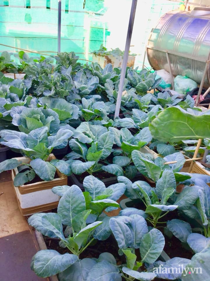 Sân thượng 40m² xanh mát quanh năm với đủ loại rau quả sạch của người phụ nữ về hưu ở Vũng Tàu-11