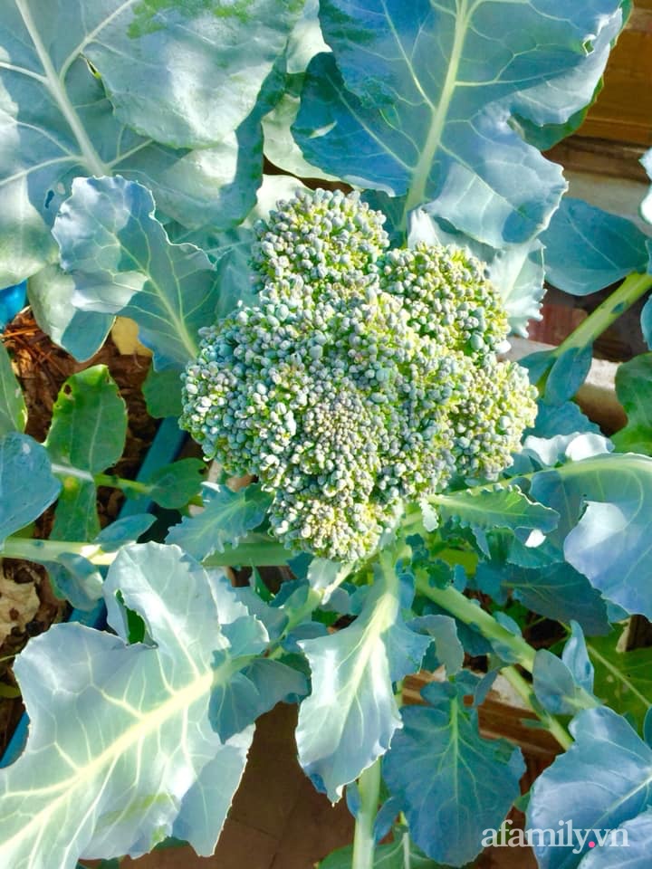 Sân thượng 40m² xanh mát quanh năm với đủ loại rau quả sạch của người phụ nữ về hưu ở Vũng Tàu-14