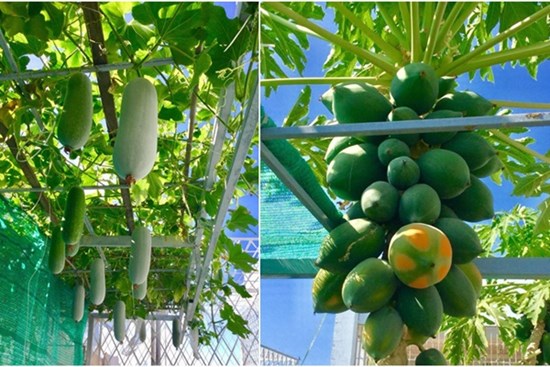 Sân thượng 40m² xanh mát quanh năm với đủ loại rau quả sạch của người phụ nữ về hưu ở Vũng Tàu