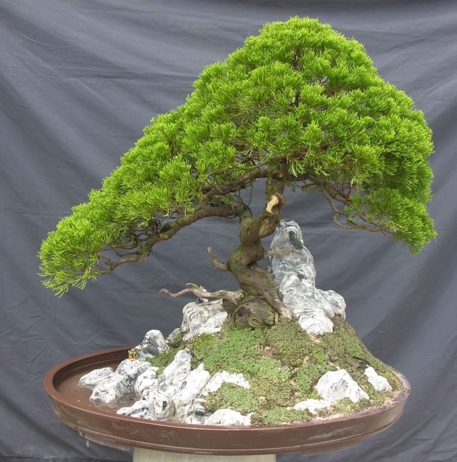 7 loại cây cảnh đẹp nhưng gây nguy hiểm, gia chủ không nên trồng trong nhà-1