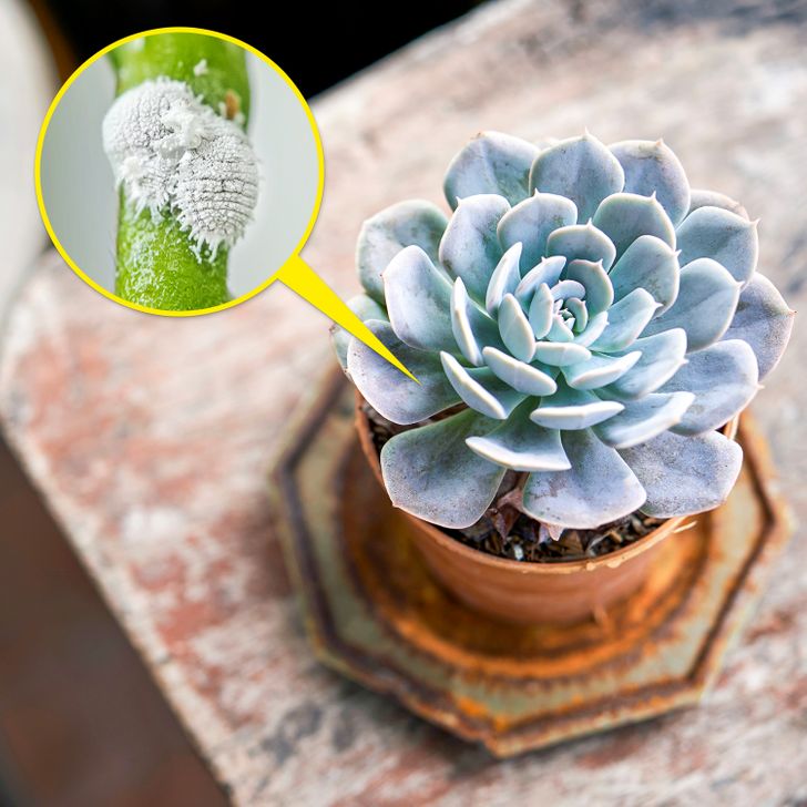 7 loại cây cảnh đẹp nhưng gây nguy hiểm, gia chủ không nên trồng trong nhà-2