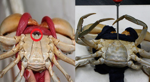 Cua hấp đỏ au, ngọt thịt, không tanh: Nhớ bỏ thêm nguyên liệu này vào nồi-2