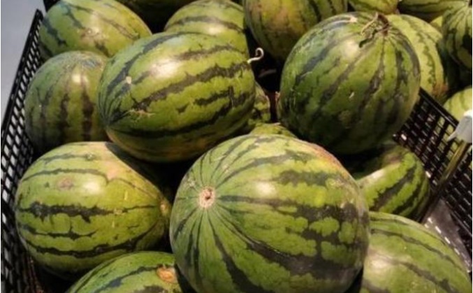 Đừng chỉ dùng tay vỗ nhẹ vào dưa hấu, hãy nắm vững một số kỹ thuật lựa chọn và bạn sẽ biết dưa hấu mình mua về có ngọt hay không-4