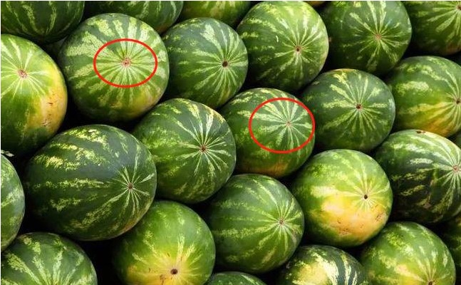 Đừng chỉ dùng tay vỗ nhẹ vào dưa hấu, hãy nắm vững một số kỹ thuật lựa chọn và bạn sẽ biết dưa hấu mình mua về có ngọt hay không-2