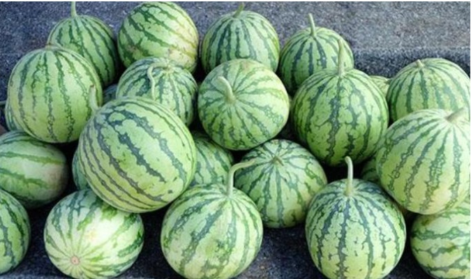 Đừng chỉ dùng tay vỗ nhẹ vào dưa hấu, hãy nắm vững một số kỹ thuật lựa chọn và bạn sẽ biết dưa hấu mình mua về có ngọt hay không-3