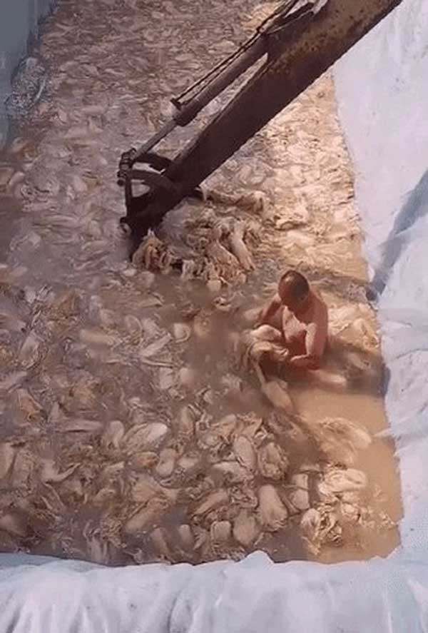 Clip người đàn ông trần truồng lội trong bể kim chi khiến dân Hàn phát khiếp, đòi tẩy chay đồ ăn Trung Quốc-1