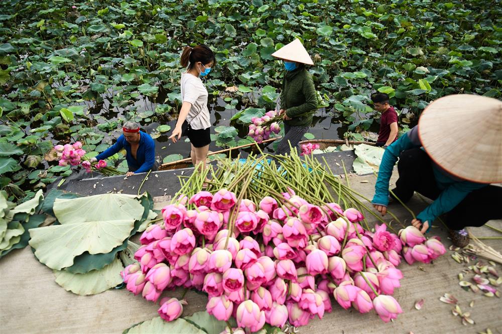 Chủ đầm sen hồ Tây bán hàng nghìn bông mỗi ngày-2