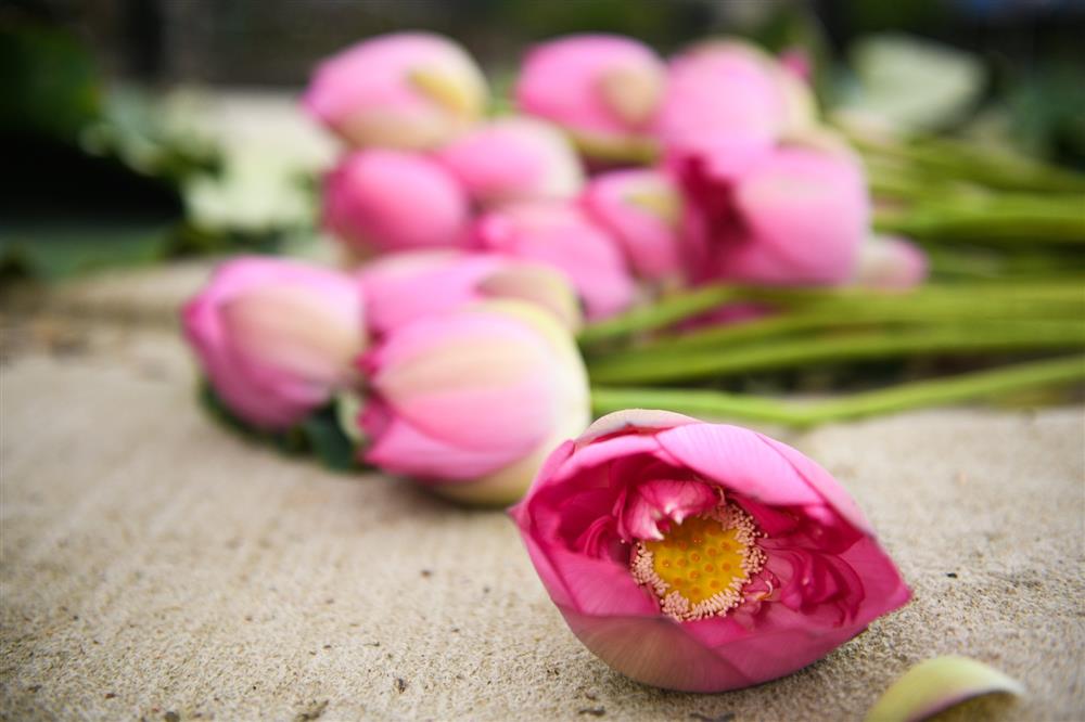 Chủ đầm sen hồ Tây bán hàng nghìn bông mỗi ngày-3