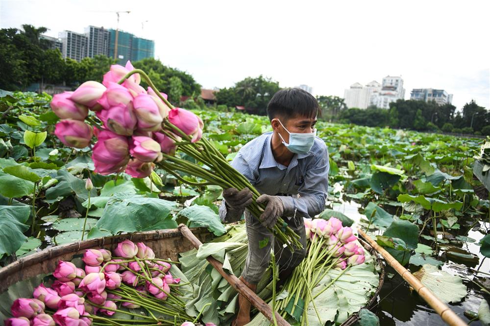 Chủ đầm sen hồ Tây bán hàng nghìn bông mỗi ngày-5