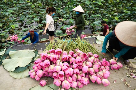 Chủ đầm sen hồ Tây bán hàng nghìn bông mỗi ngày