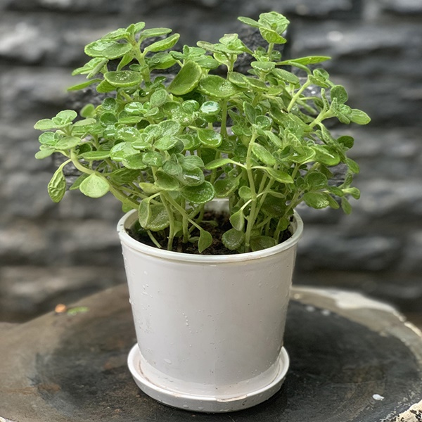 10 loại cây cảnh bạn nên trồng trong nhà để giúp giảm căng thẳng, mệt mỏi-1