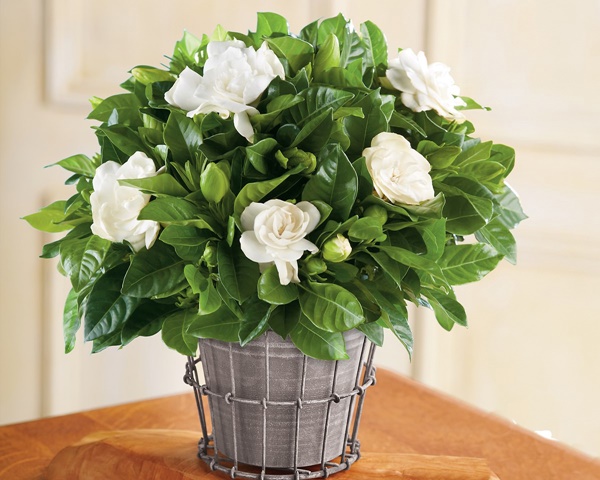 10 loại cây cảnh bạn nên trồng trong nhà để giúp giảm căng thẳng, mệt mỏi-4