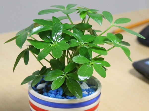 10 loại cây cảnh bạn nên trồng trong nhà để giúp giảm căng thẳng, mệt mỏi-5