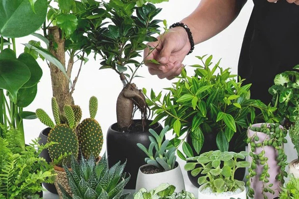 4 loại cây ăn thịt với hình dáng cực xinh, giúp kiểm soát ruồi muỗi trong nhà-13