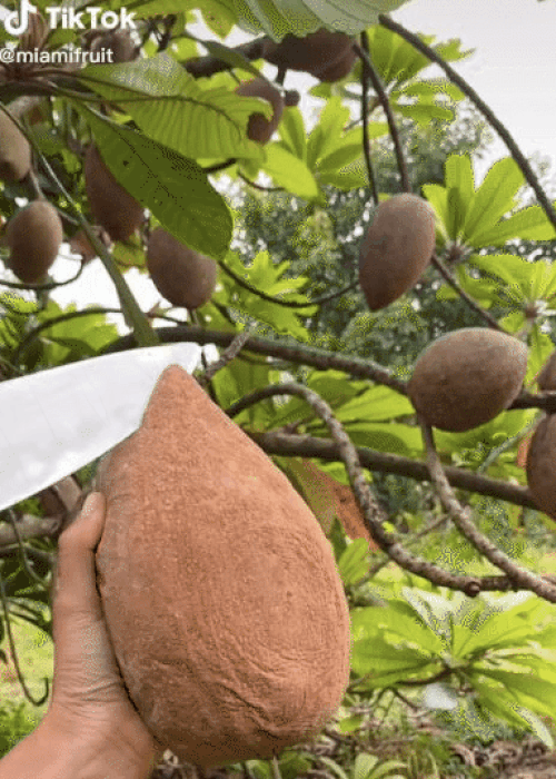 Quả hồng xiêm siêu to khổng lồ: Bổ ra đỏ rực, chưa thấy bao giờ-1
