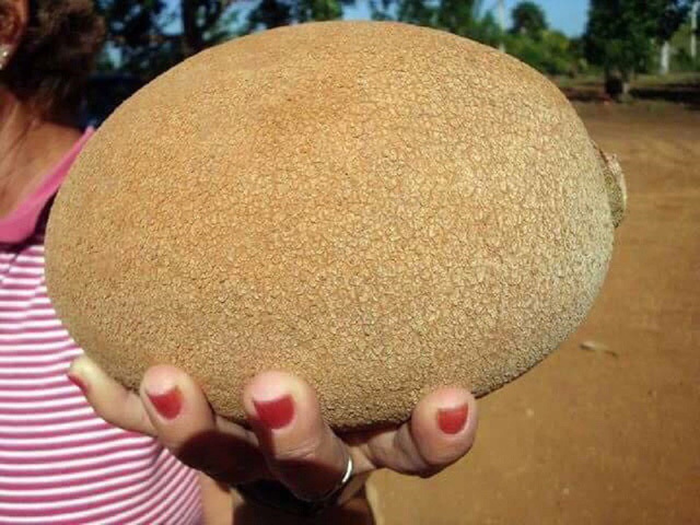 Quả hồng xiêm siêu to khổng lồ: Bổ ra đỏ rực, chưa thấy bao giờ-3