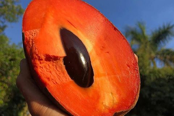 Thấy hồng xiêm lạ”, anh nông dân chi 200 triệu để mua giống về trồng-4