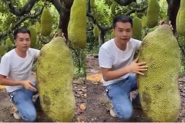 Choáng ngợp với quả mít to bằng người anh thanh niên, nhìn ra xa xa còn thấy nhiều thứ gây sốc hơn-1