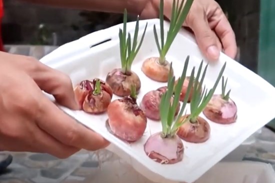 Cách trồng hành đơn giản trong hộp xốp