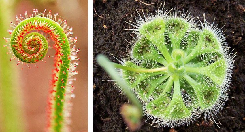 4 loại cây ăn thịt với hình dáng cực xinh, giúp kiểm soát ruồi muỗi trong nhà-7