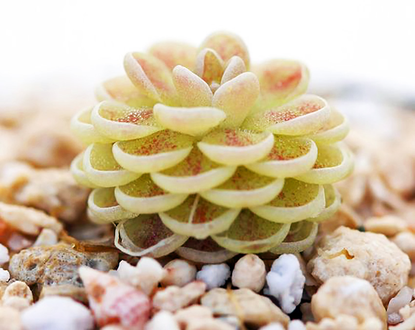 4 loại cây ăn thịt với hình dáng cực xinh, giúp kiểm soát ruồi muỗi trong nhà-9