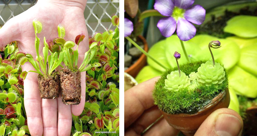 4 loại cây ăn thịt với hình dáng cực xinh, giúp kiểm soát ruồi muỗi trong nhà-10