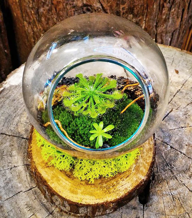 4 loại cây ăn thịt với hình dáng cực xinh, giúp kiểm soát ruồi muỗi trong nhà-12