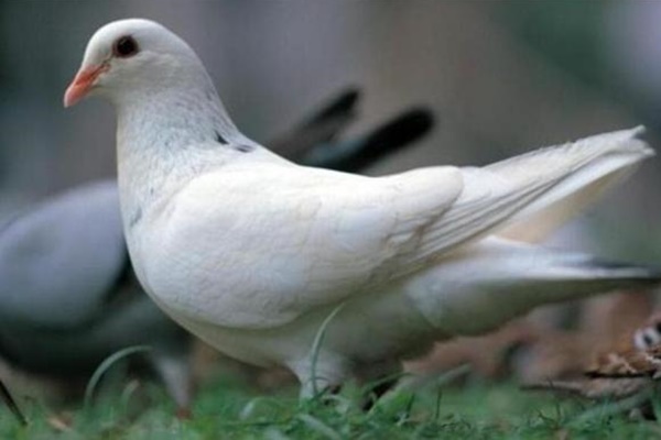 5 điều cấm kỵ khi ăn thịt chim bồ câu, ai biết rồi cần tránh ngay kẻo sinh độc hoặc làm lãng phí dinh dưỡng món ăn-5