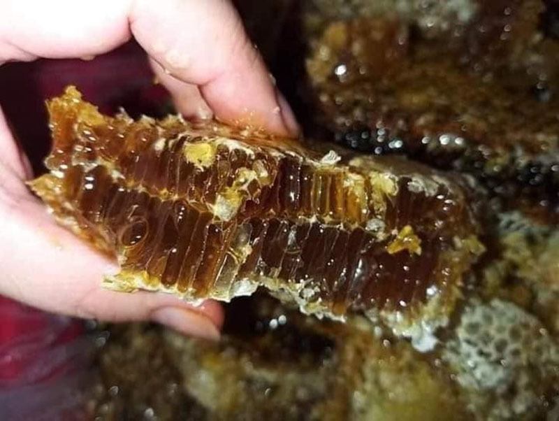 Việt Nam có thứ mật đen siêu hiếm, hàng triệu đồng 1 lít vẫn khó mua-3